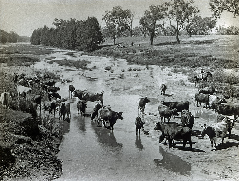 40 - (Something - Douryin perhaps) County, NSW.jpg - 40 - (Something - Douryin perhaps) County, NSW